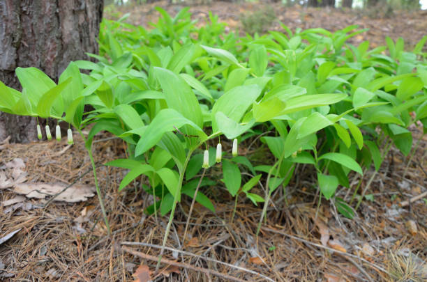 istock Polygonatum odoratum, Solomon's seal or scented Solomon's seal 1250631558