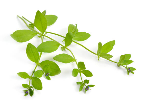 istock Asperugo procumbens, known as madwort or German madwort. Isolated 1250632802