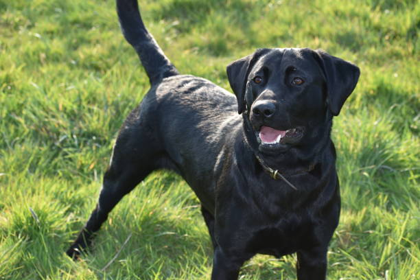istock Young Black Labrador Retriever stood on grass looking alert 1250633231