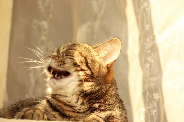 istock A cat with an atmosphere that laughs out loud with happiness. 1250634159