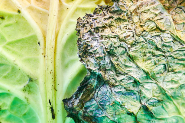 Filthy Cabbage 6,600+ Ugly Garden Stock Photos, Pictures & Royalty-Free Images - iStock