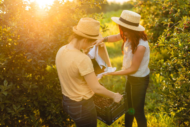 istock Hardworking female friends working together in orchard during sunset 1250634562