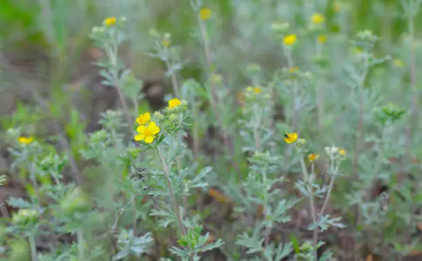 Photo of Potentilla argentea, known as hoary cinquefoil, silver cinquefoil, silvery cinquefoil, or silver-leaf cinquefoil