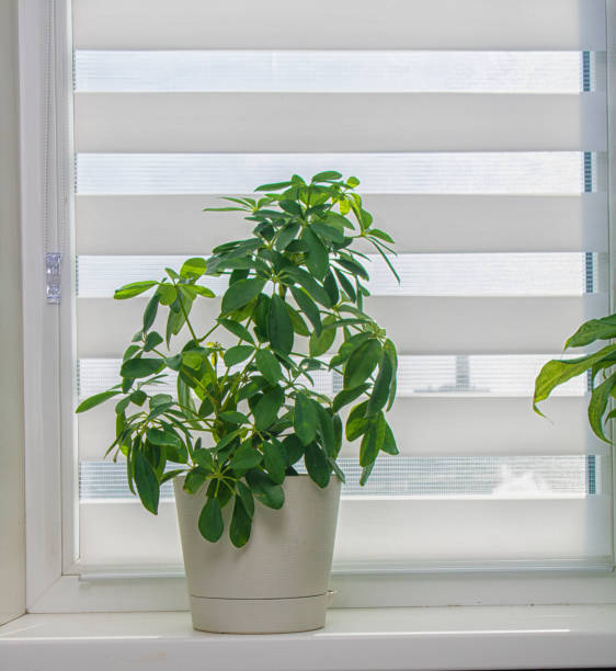 istock Schefflera Indoor plant close-up on a window sill with a closed rolling light curtain 1250635277