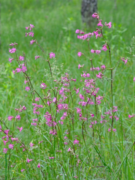 istock Silene viscaria, the sticky catchfly or clammy campion 1250635327
