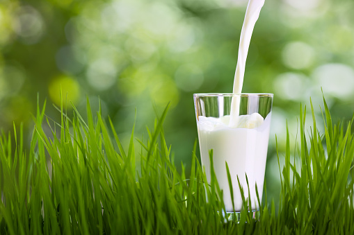 milk pouring into glass on grass with green blurred background