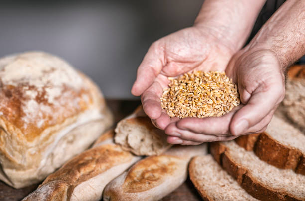 istock Baker holding wheat grain at bakery on wooden table 1250637239
