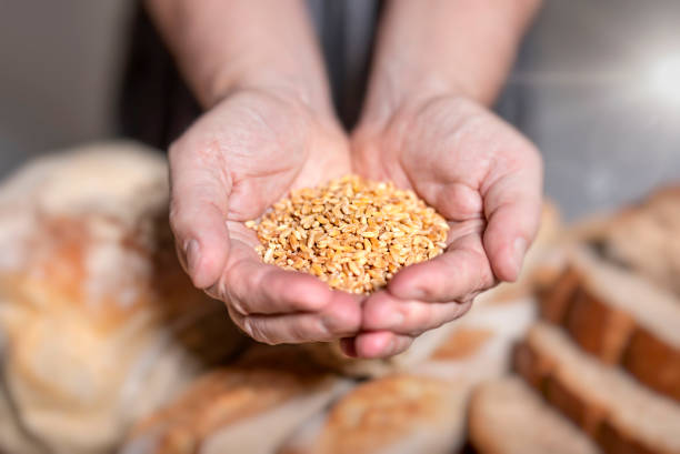 Baker holding wheat grain at bakery on wooden table