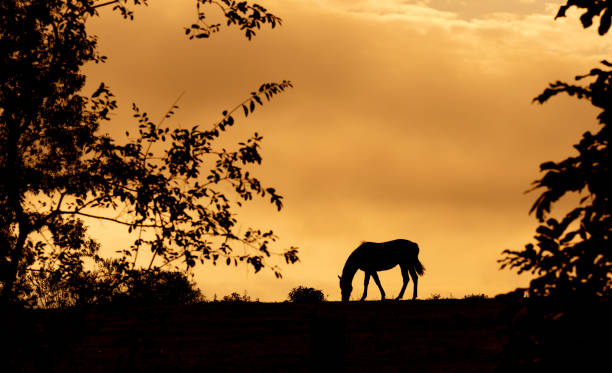 Rural landscape. Grazing horses silhouette. Positive energy and Spirituality. Feeling of tranquility. Farms area. Autumn colors. Dramatic and sad evening. Southern Brazil.
