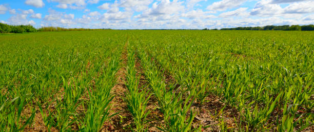 istock Field with wheat sprouts. Beautiful cloudy sky 1250638461