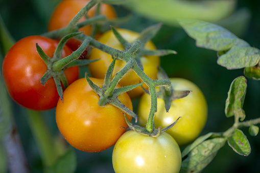 tomatoes field and aging process