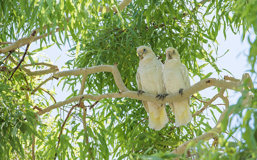 Little corella's perched together in native tree in the Northern Territory of Australia