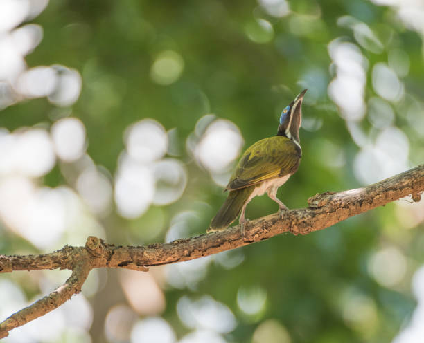 istock Blue-faced Honeyeater Looking Up 1250638925