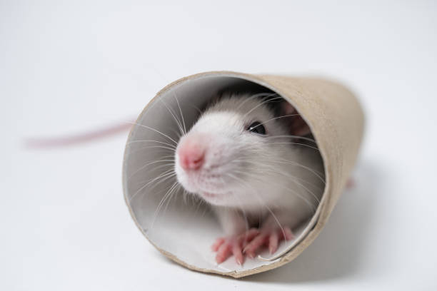 istock laboratory rat play with tube 1250639077