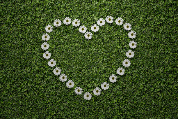 istock Green Grass in a heart shape 1250639914