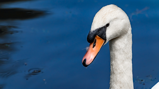 Beautiful swan in selective focus on a lake