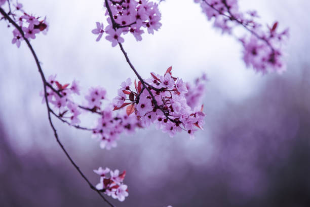 Vintage blossoming sakura tree. Spring nature backround