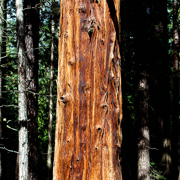 istock Sequoia in Yosemite National Park 125064097
