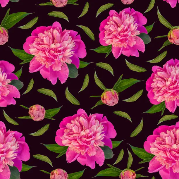 Pink peony flowers seamless pattern on dark background. Beautiful blooming head for textile, website floral design. Rose colored Paeonia lactiflora plants with green leaves. Colorful peonies petals.