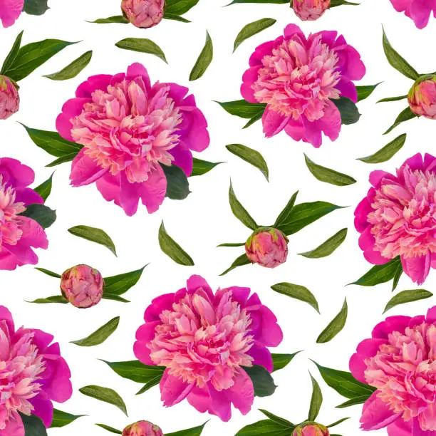 Pink peony flowers seamless pattern on white background. Beautiful blooming head for textile, website floral design. Rose colored Paeonia lactiflora plants with green leaves. Colorful peonies petals.