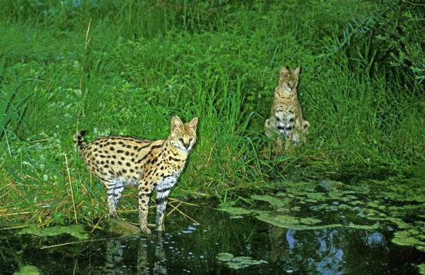 Serval, leptailurus serval, Pair standing near Water Hole