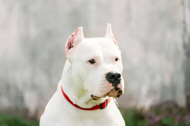 Photo of White Dog Of Dogo Argentino Also Known As The Argentine Mastiff