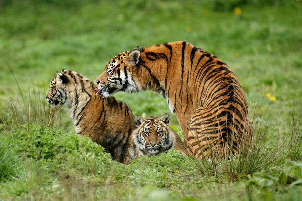 istock Sumatran Tiger, panthera tigris sumatrae, Mother with Cub 1250643664