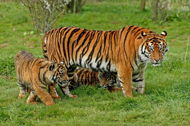 istock Sumatran Tiger, panthera tigris sumatrae, Mother with Cub 1250643682
