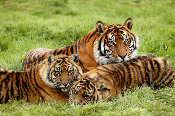istock Sumatran Tiger, panthera tigris sumatrae, Mother with Cub 1250643694
