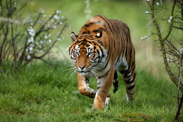 sumatran tiger, panthera tigris sumatrae, vuxen stående på gräs - sumatratiger bildbanksfoton och bilder