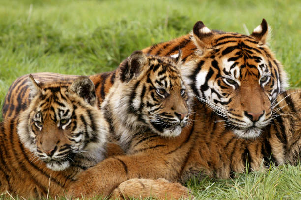 istock Sumatran Tiger, panthera tigris sumatrae, Mother with Cub 1250643703