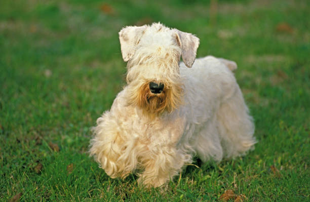Sealyham Terrier Dog, Adult standing on Grass Sealyham Terrier Dog, Adult standing on Grass sealyham terrier stock pictures, royalty-free photos & images