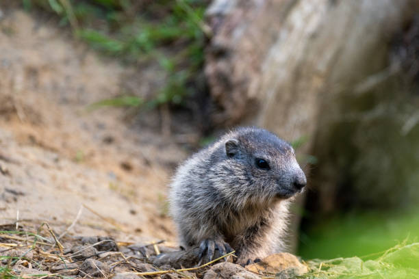istock Very cute baby groundhog animal 1250644197