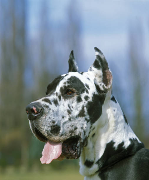 istock Great Dane or German Mastiff Dog (old standard breed with cut ears) 1250644419