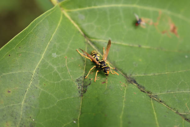 istock European paper wasp on a green leaf 1250644585