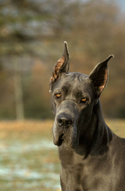 istock Great Dane or German Mastiff Dog (old standard breed with cut ears) 1250644744