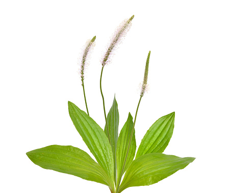 Plantago media, known as the hoary plantain. Isolated on white background.