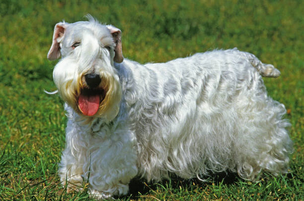 istock Sealyham Terrier Dog, Adult standing on Grass 1250645922