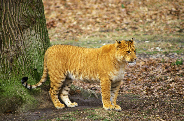 Tigon Stock Photos, Pictures & Royalty-Free Images - iStock Tigon Stock Photos, Pictures & Royalty-Free Images - iStock