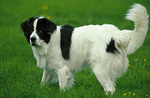Landseer Dog, Adult standing on Grass