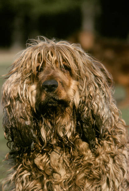 istock English Cocker Spaniel, Adult (not grooming) 1250645939