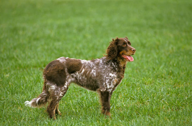 istock Picardy Spaniel Dog, Adult standing on Grass 1250645945