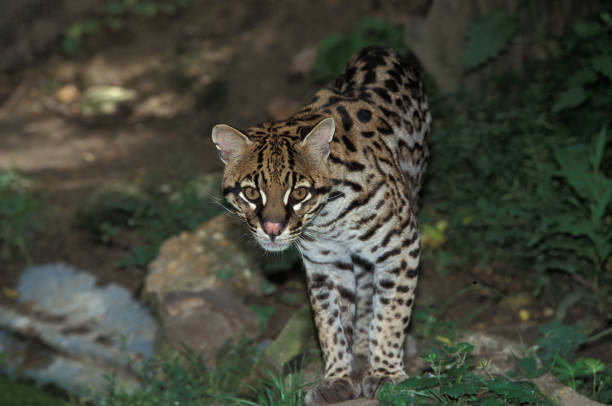 istock Ocelot, leopardus pardalis, Adult 1250645971
