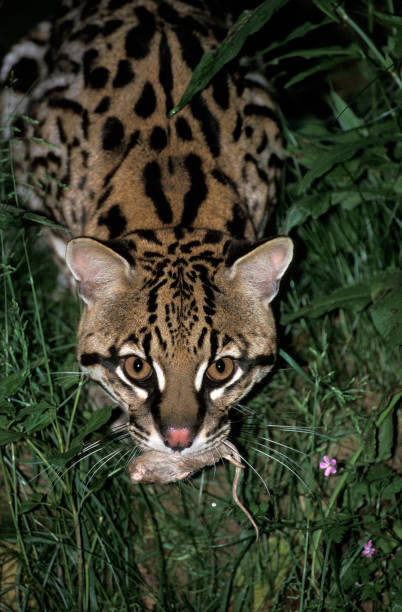 istock Ocelot, leopardus pardalis, Adult catching Rat 1250646001
