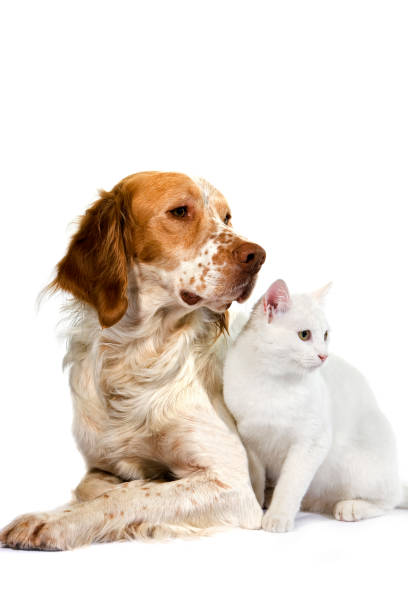 istock French Spaniel Dog (Cinnamon Color) with White Domestic Cat against White Background 1250646383