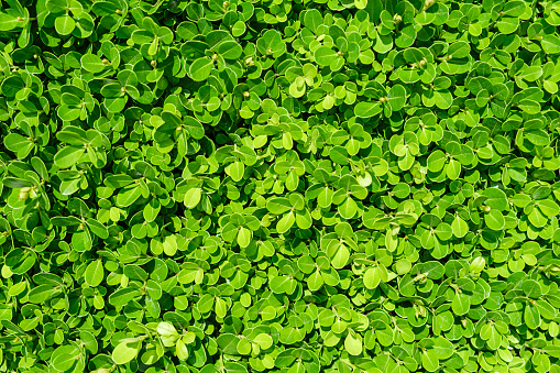Fresh green leaves and background
