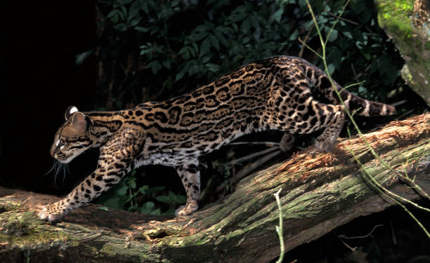 istock Ocelot, leopardus pardalis, Adult 1250646495