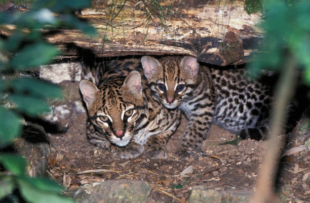 jaguatirica, leopardo pardalis, fêmea com filhote - jaguatirica - fotografias e filmes do acervo