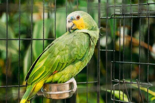 Orange-winged Amazon Or Amazona Amazonica, Also Known Locally As Orange-winged Parrot And Loro Guaro, Is A Large Amazon Parrot. Wild Bird In Cage