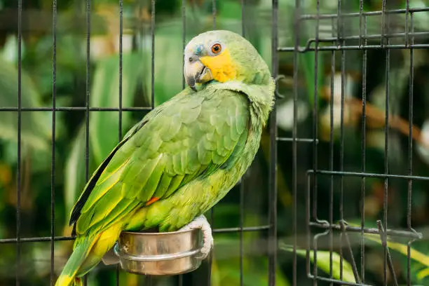 Photo of Orange-winged Amazon Or Amazona Amazonica, Also Known Locally As Orange-winged Parrot And Loro Guaro, Is A Large Amazon Parrot. Wild Bird In Cage